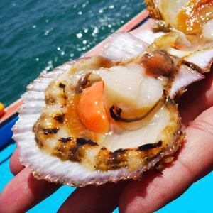 [대한민국농수산] 남해안 특품 제철 홍가리비 3kg