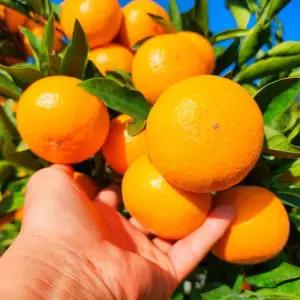 제주 고당도 타이벡 감귤 프리미엄 특품 10kg 로얄과(2S-M)