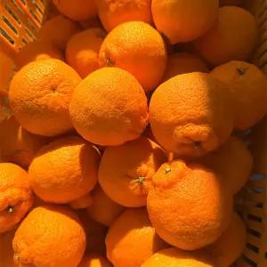 제주 제철과일 고당도 한라봉 가정용 10kg 20-40과