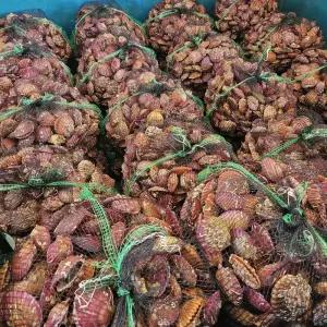 [품질보장]한건식수산 국내산 통영 산지 제철 홍가리비 2kg