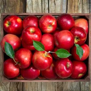 유명한 사과 인증 가정용 엔비사과 4kg