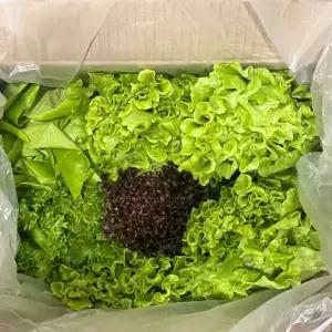 유럽샐러드 1kg 로메인 카이피라 이자벨 유러피안 야채 채소 모듬 샐러드 3~6가지 혼합