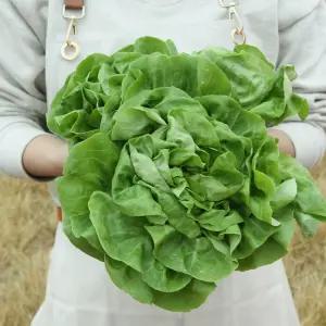 유럽샐러드 1kg 로메인 카이피라 이자벨 유러피안 야채 채소 모듬 샐러드