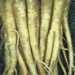 도라지종자 국산도라지 산채작물 도라지씨앗2000립 (WFJ70PH)