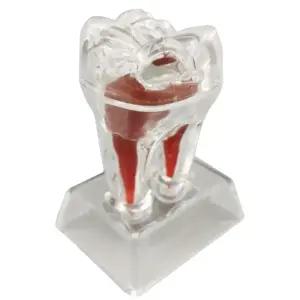 4배 확대 투명 치아 구조 뼈 모형 분해가능 뼈다귀