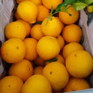 노지 한라봉 10Kg 40과전후 만감류 제주도 과일 제철