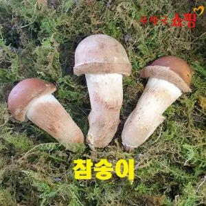 [우체국쇼핑] 곡성 친환경 참송이버섯 250g 500g