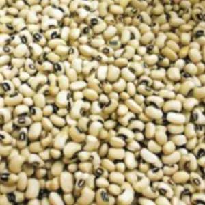 씨앗 동부콩종자 동부콩식물씨앗 600g원예종자 정원식물씨앗 (WFKBYP5)