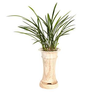 [젠틀맨플라워]철골소심[OW-4019] [난/동양난/개업화분/감사선물/개업식/축하/화분선물]