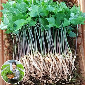 [GAP인증]맘스호미 장성농부 새싹삼 100+10 뿌리 외