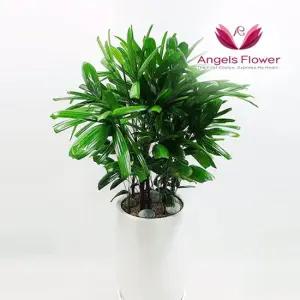 [엔젤스플라워] 관음죽 중형 관엽식물 공기정화 전국 꽃배달서비스