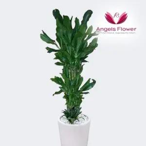 [엔젤스플라워] 황금죽 대형 관엽식물 공기정화 전국 꽃배달서