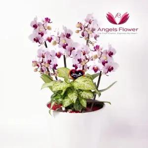 [엔젤스플라워] 미니호접 특고급형 서양란 관엽식물 전국 꽃배달서비스