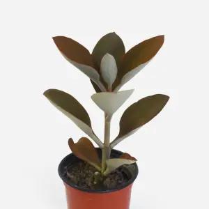 세모리아 소형 다육이 희귀다육 플랜테리어 식물