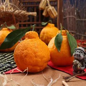 산지직송 한라봉 특대과 2.5kg 6-8과