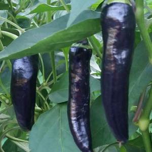 고추 씨 가지고추 종묘사 셀러드 야채 채소 종자