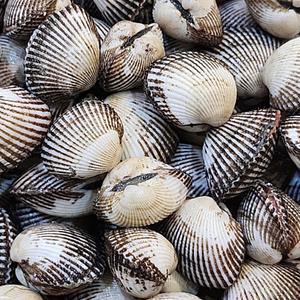 새꼬막 벌교 꼬막 보성 여자만 3kg