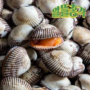 [올더야미S] 벌교13번수산 당일채취 산지직송 선별 왕새꼬막(특품) 2Kg