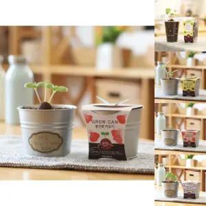 그로우캔 봉선화/씨앗/재배/심기/키우기/꽃/화분/반려/식물/기르기/키트/허브/세트/셋트/유치원/학교