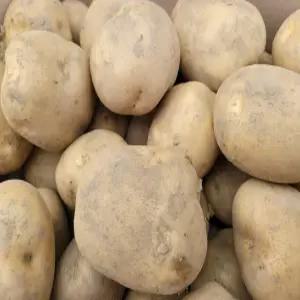 감자 수미 알감자 3kg 5kg