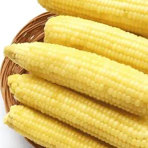 쪄서가는 쫀득 백찰옥수수 (왕특대) / 10개