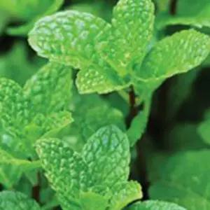 페퍼민트씨앗 허브종자 야생화씨 페퍼민트허브종자 꽃씨200립 (WFJ780L)