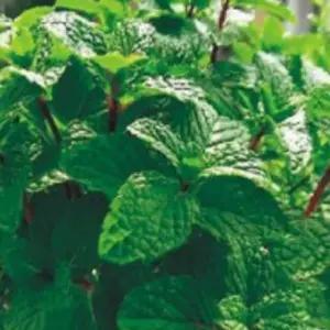 허브씨앗 페퍼민트 커몬 야생화 페퍼민트허브씨앗 커몬허브종자 (WFJ7CV9)