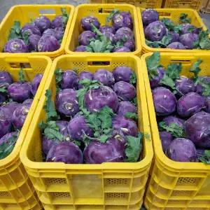 산지직송 제주산 콜라비 10kg 특품(13-18입)로얄(500-700g내외)