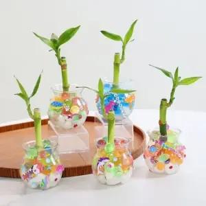 개운죽 어항 만들기 키트 수경식물 50개 (WFKBFLA)