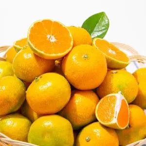 [미식한가] 새콤달콤 맛이다르다 서귀포 감귤 10kg (대과)