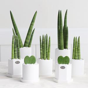 1개 사면 1개 더!  봄맞이 스투키 하트호야 공기정화식물 무광 세라믹 화분 선물용화분 반려식물