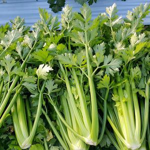 공철표님의 무농약 셀러리/샐러리/양미나리 2kg 3kg