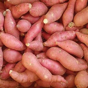 국내산 한입 꿀고구마 3kg,5kg,10kg