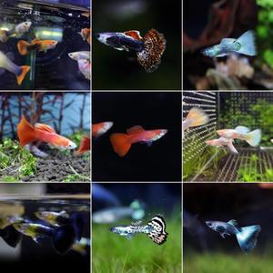 티아쿠아 열대어 키우기 쉬운 구피 모음 새끼낳는 물고기