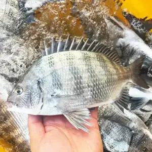 남해안 삼천포 자연산 감성돔 필렛 생선회1kg (손질 후 약320g)