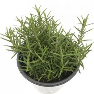 베하몰 실내 화초 로즈마리 중품 허브 약25cm/사무실/학교/원예/데코/공기/정화/청정/세트/화분/식물/키우