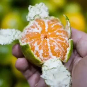 제주 감귤 5kg(로얄과/대과) 햇쌀받아 신선함 고당도 깊은풍미