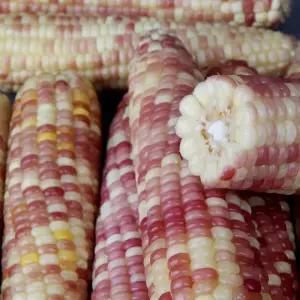 바로먹는 홍찰 찐옥수수 20개. 대14cm이상~맛있게 쪄서 가는 급냉한 쫀득하고 찰진옥수수 전자렌지ok!