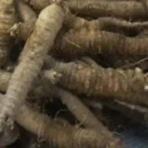 더덕종자 국산더덕 사삼씨앗 더덕씨종자 산채씨앗500립 산채작물 (WFJ70PI)