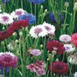 수레국화씨앗 야생화 정원 정원용꽃씨 야생화씨앗 수레국화품종 (WFJ780B)