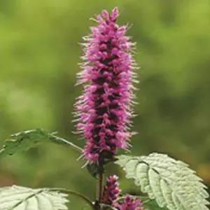 꽃향유씨앗 꽃씨 야생화 야생화씨앗 정원용꽃씨 고급품종꽃씨 (WFJ780J)