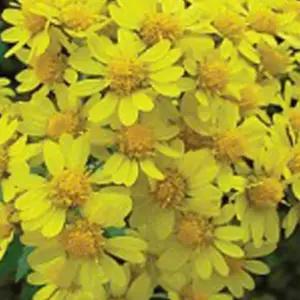 산국화씨앗 꽃씨 야생화 가을국화 야생화종자 가을산국화씨 (WFJ7CR7)