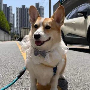 강아지 레이스 스카프 케이프 블루 M