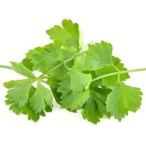 세발나물 겨울나물씨앗 향신료고수씨앗 3000립 종자 (WFKBY53)