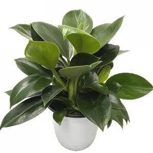 베하몰 실내 화초 콩고 화분 34cm장식 식물재배 키우기 기르기 원예 공기정화