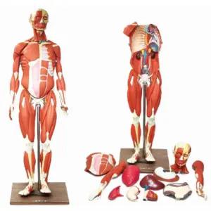 인체근육해부 조립식 12p 네오디움 자석식 고무 전신모형 과학두뇌 실험도구