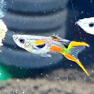 레드 엔드라스 구피 1쌍