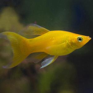 열대어 관상어 난태생 / 골든몰리 [4마리]