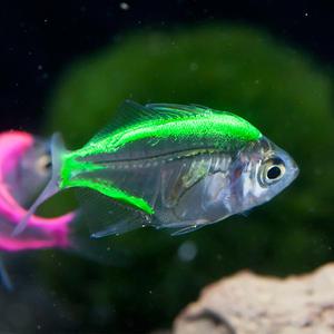 관상어 열대어 카라신과 / 칼라 글라스 테트라 4마리 [색상랜덤]
