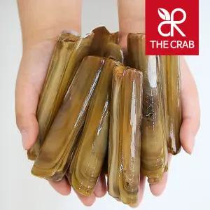 제철 대맛조개 10마리 / 가리 맛조개 1kg 홍맛조개 캠핑 조개구이